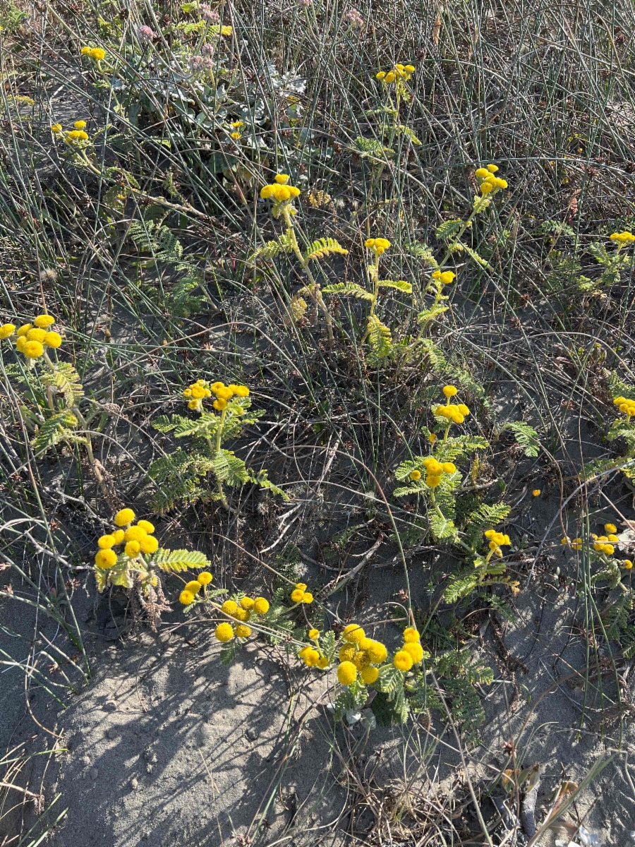 Tanacetum bipinnatum