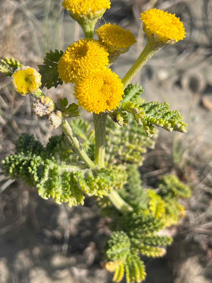 Tanacetum bipinnatum