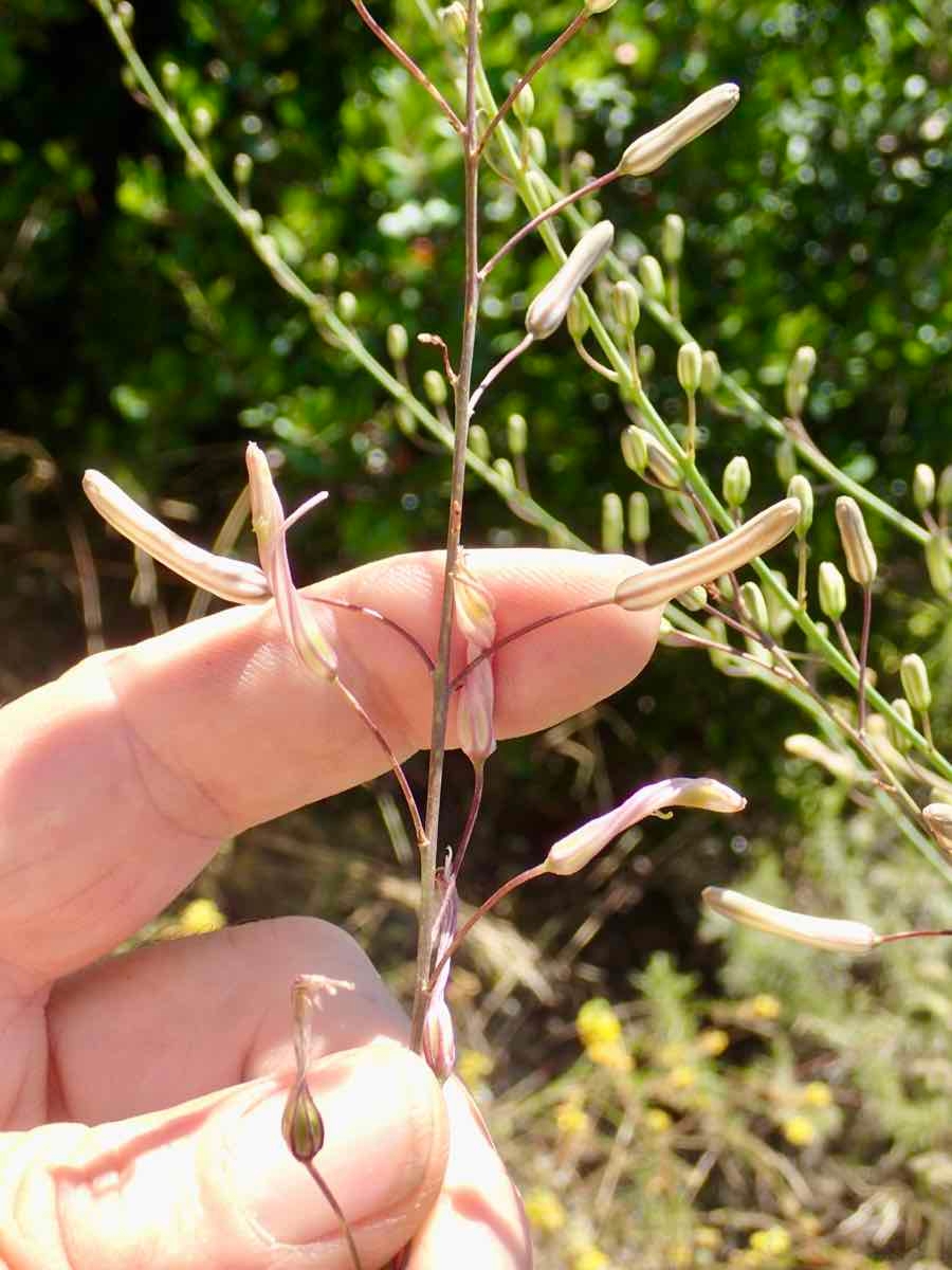 Chlorogalum pomeridianum var. pomeridianum