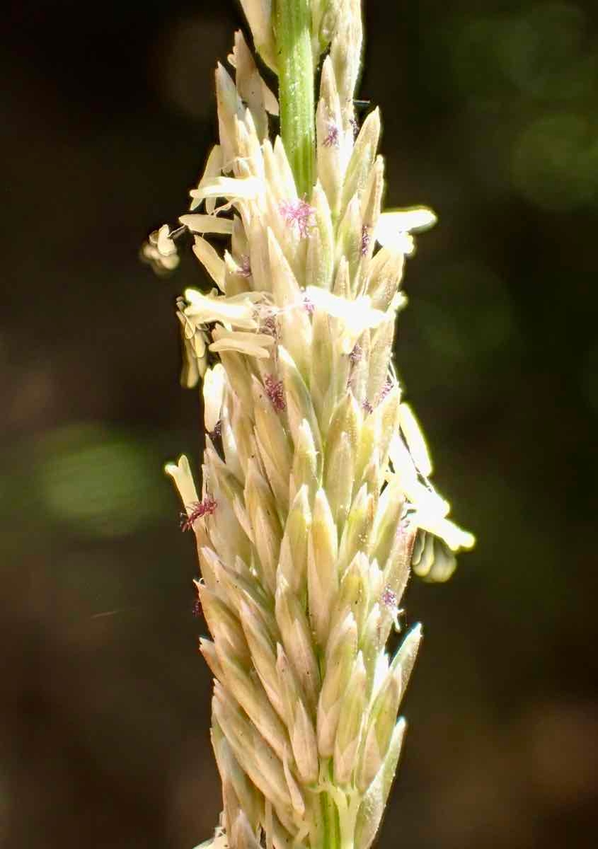 Muhlenbergia rigens