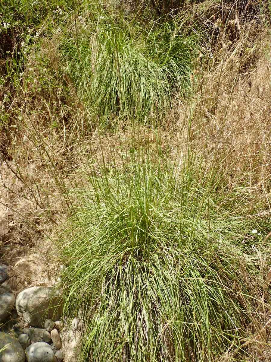 Muhlenbergia rigens