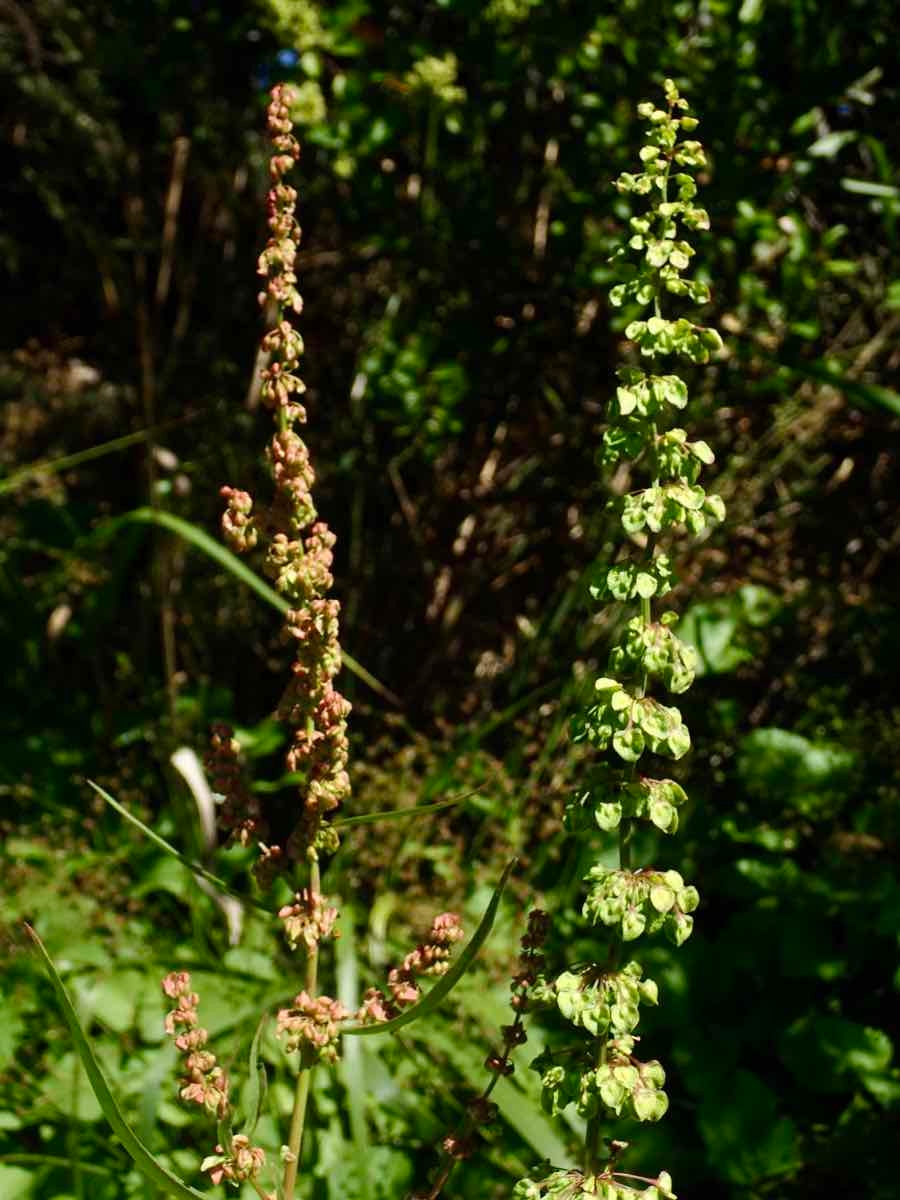 Rumex salicifolius