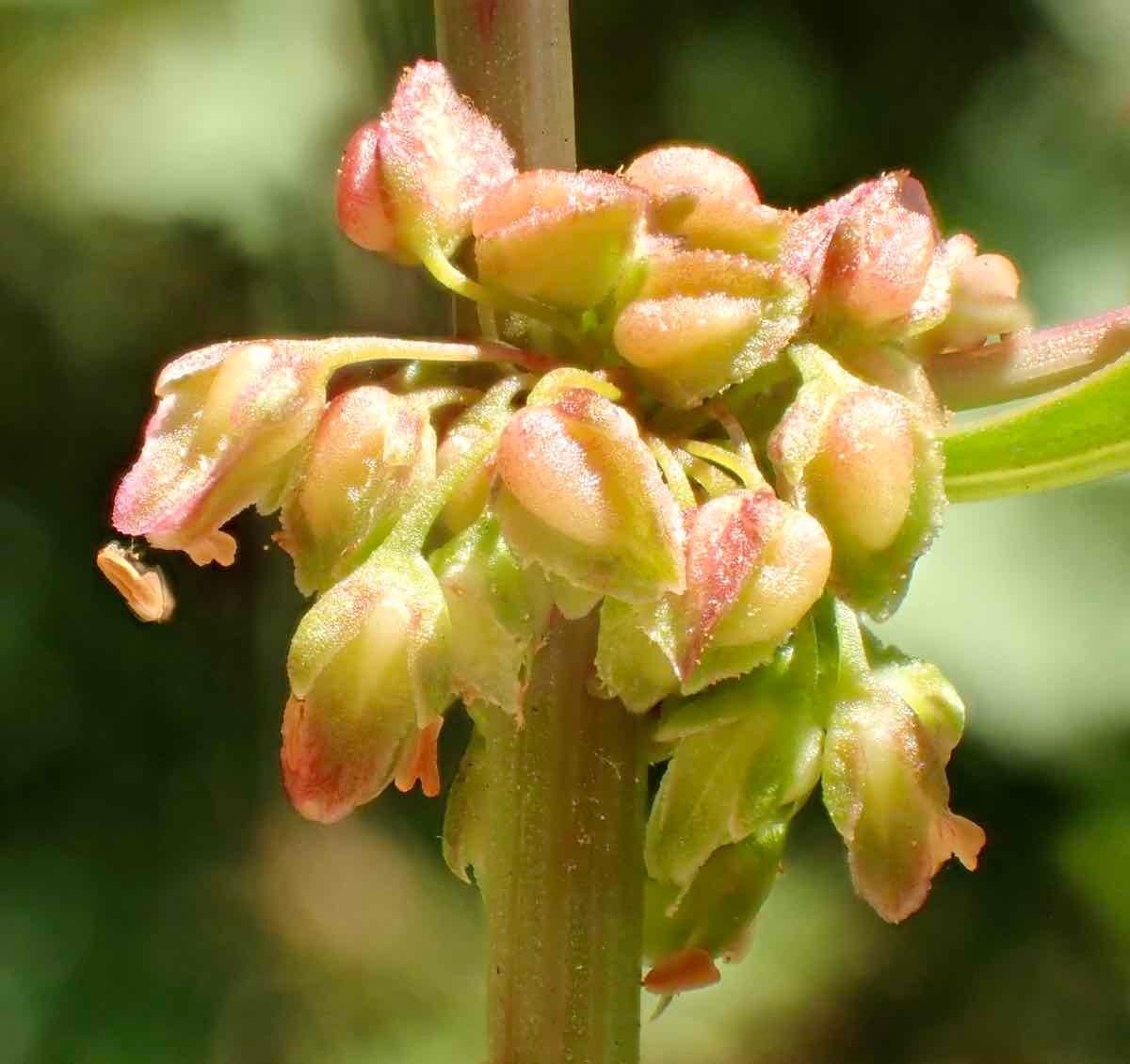 Rumex salicifolius