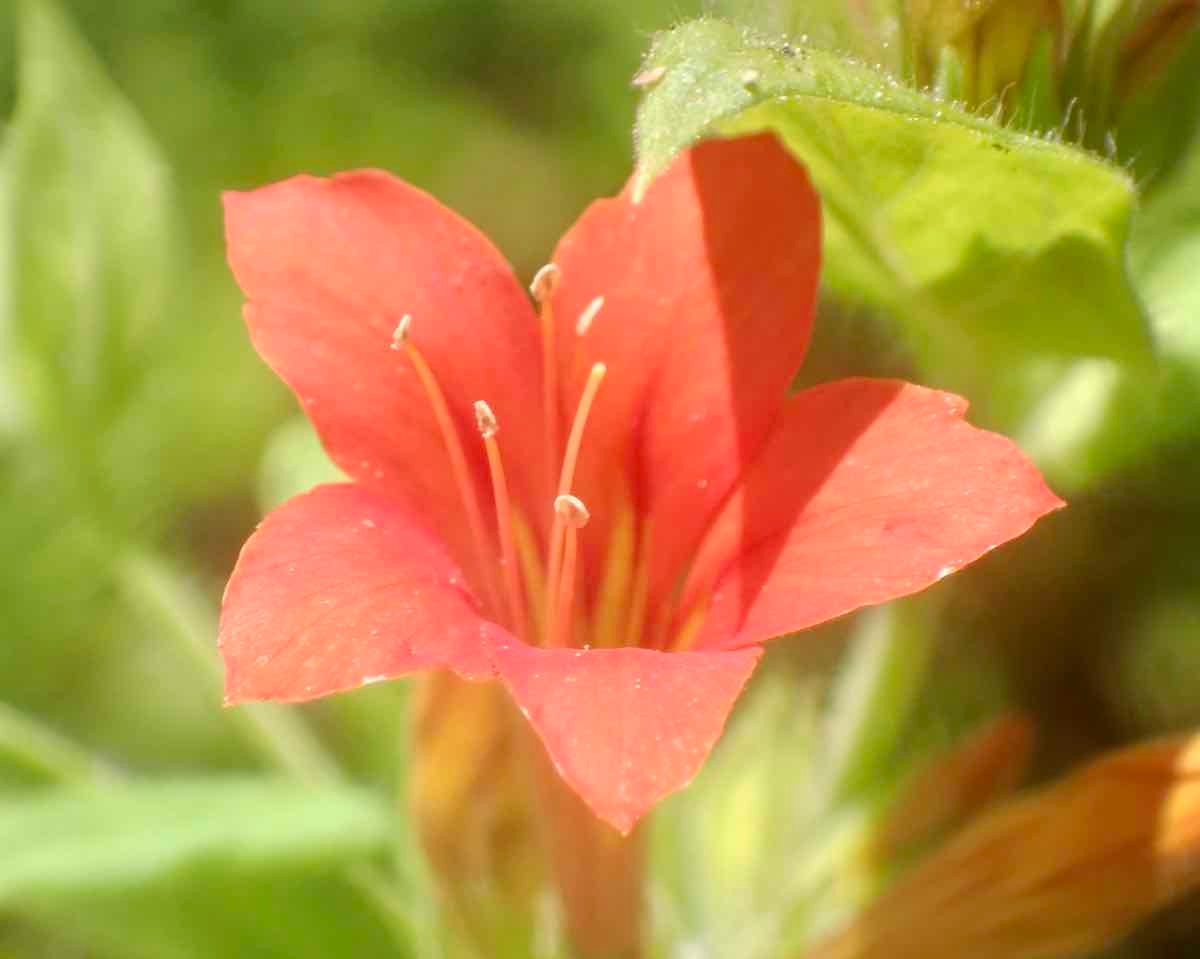 Collomia rawsoniana