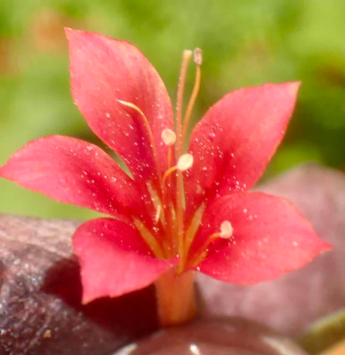 Collomia rawsoniana