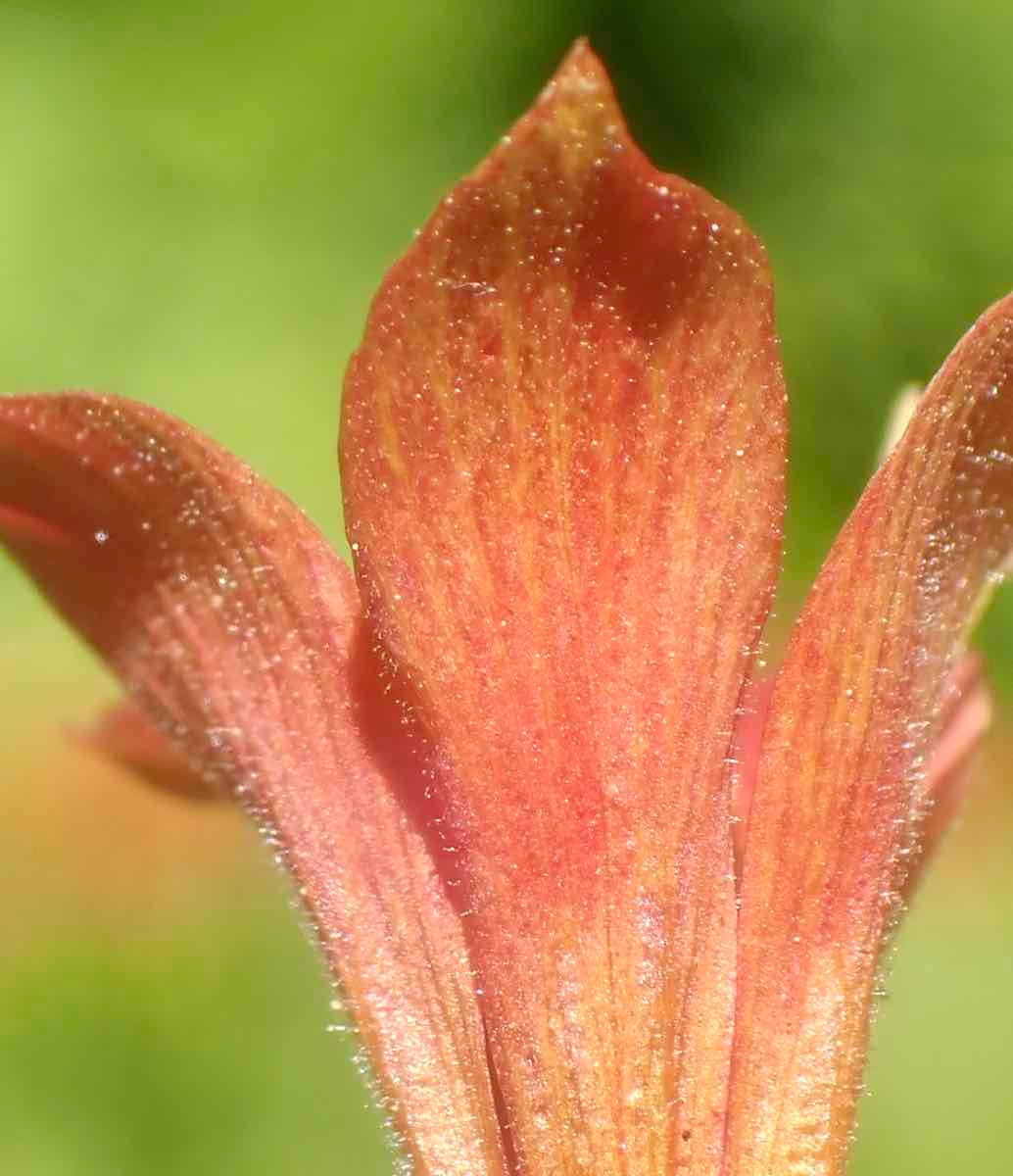 Collomia rawsoniana