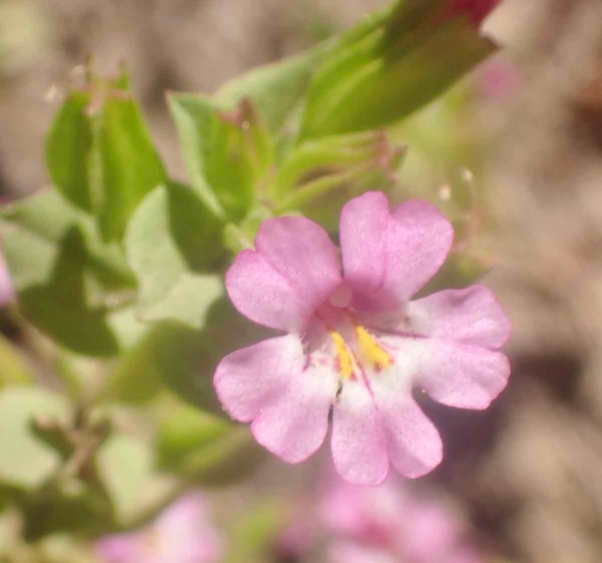 Erythranthe inconspicua