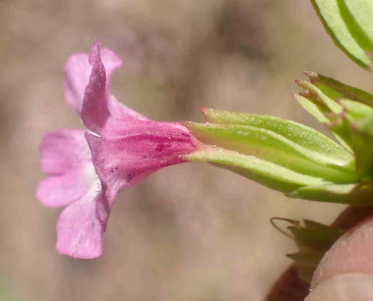 Erythranthe inconspicua