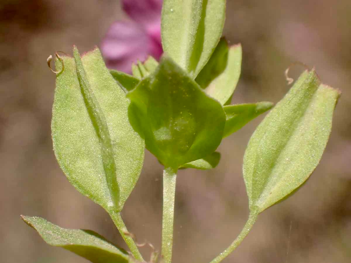 Erythranthe inconspicua