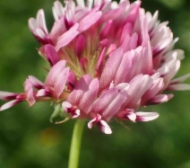 Trifolium wormskioldii