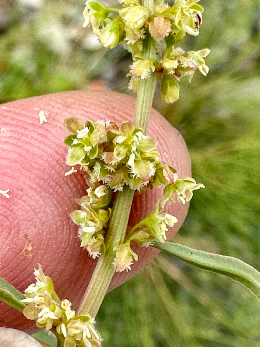 Rumex salicifolius