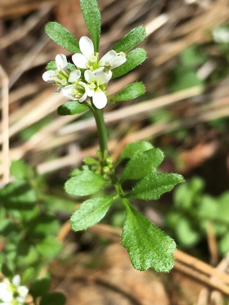 Cardamine oligosperma Calflora