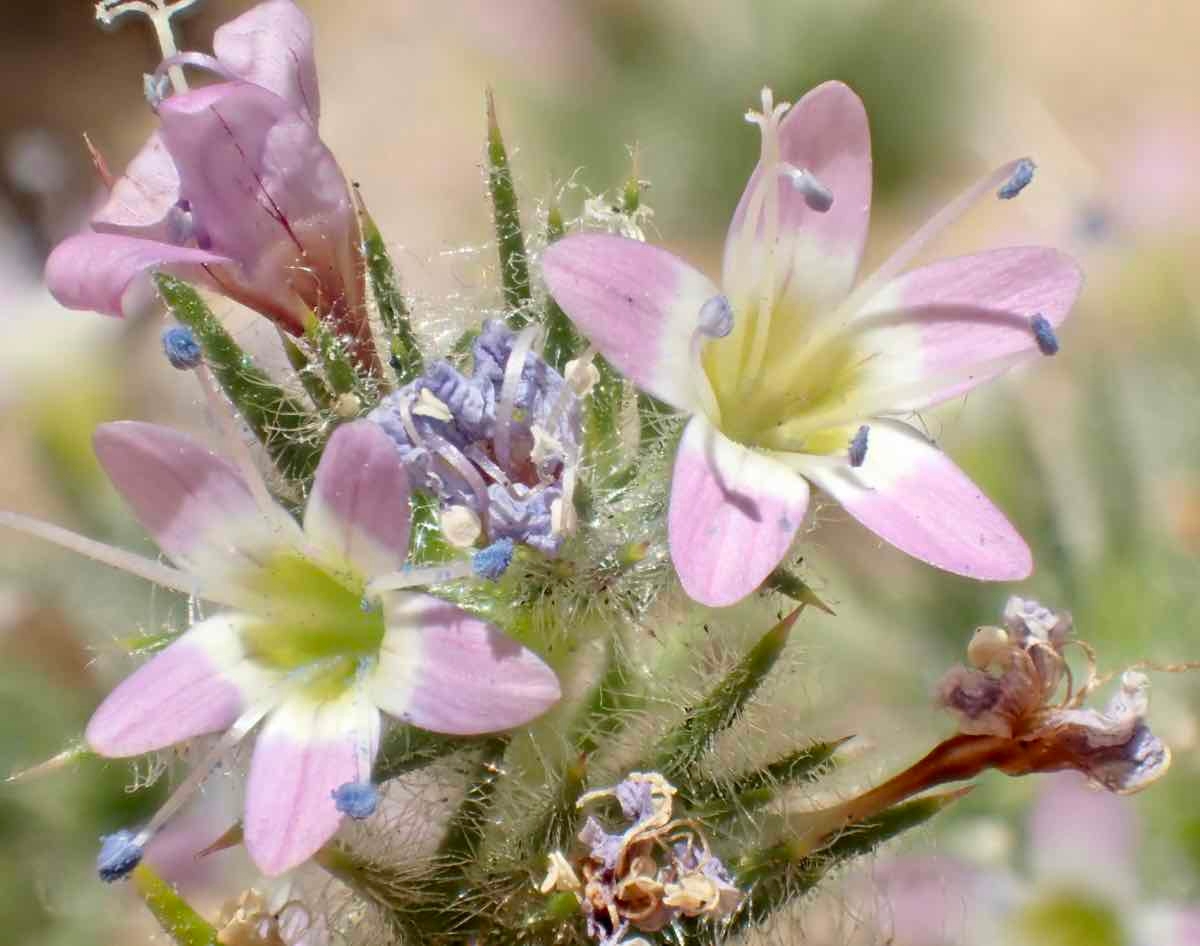 Navarretia hamata ssp. hamata