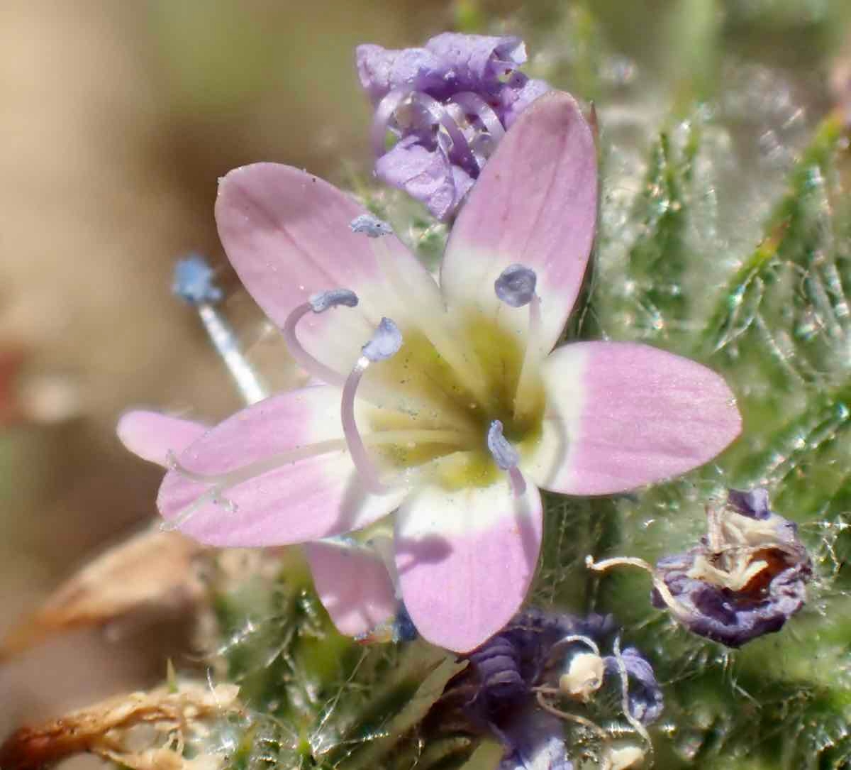 Navarretia hamata ssp. hamata