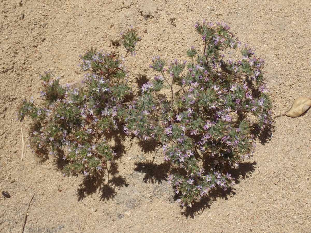 Navarretia hamata ssp. hamata