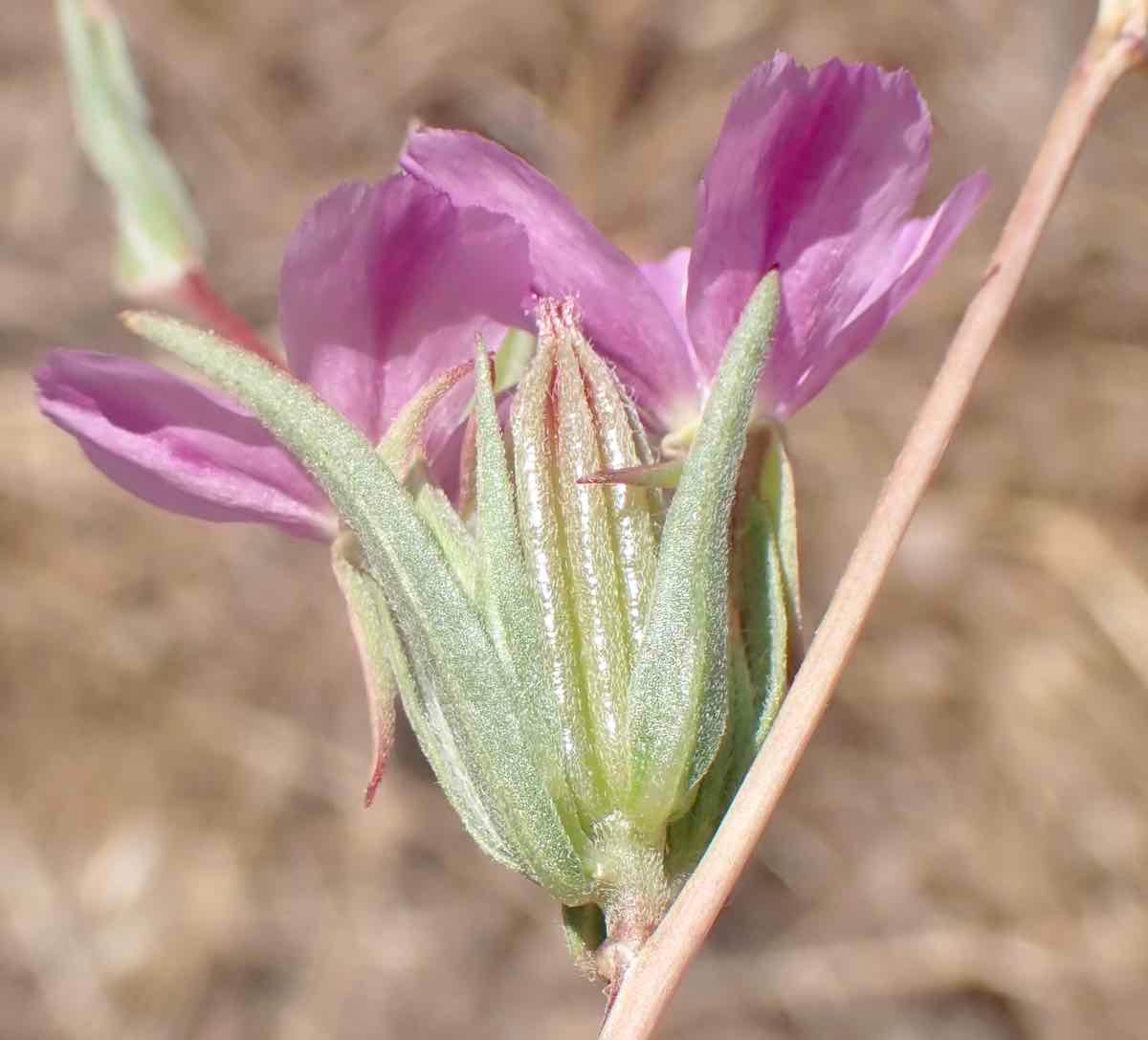 Clarkia purpurea ssp. quadrivulnera