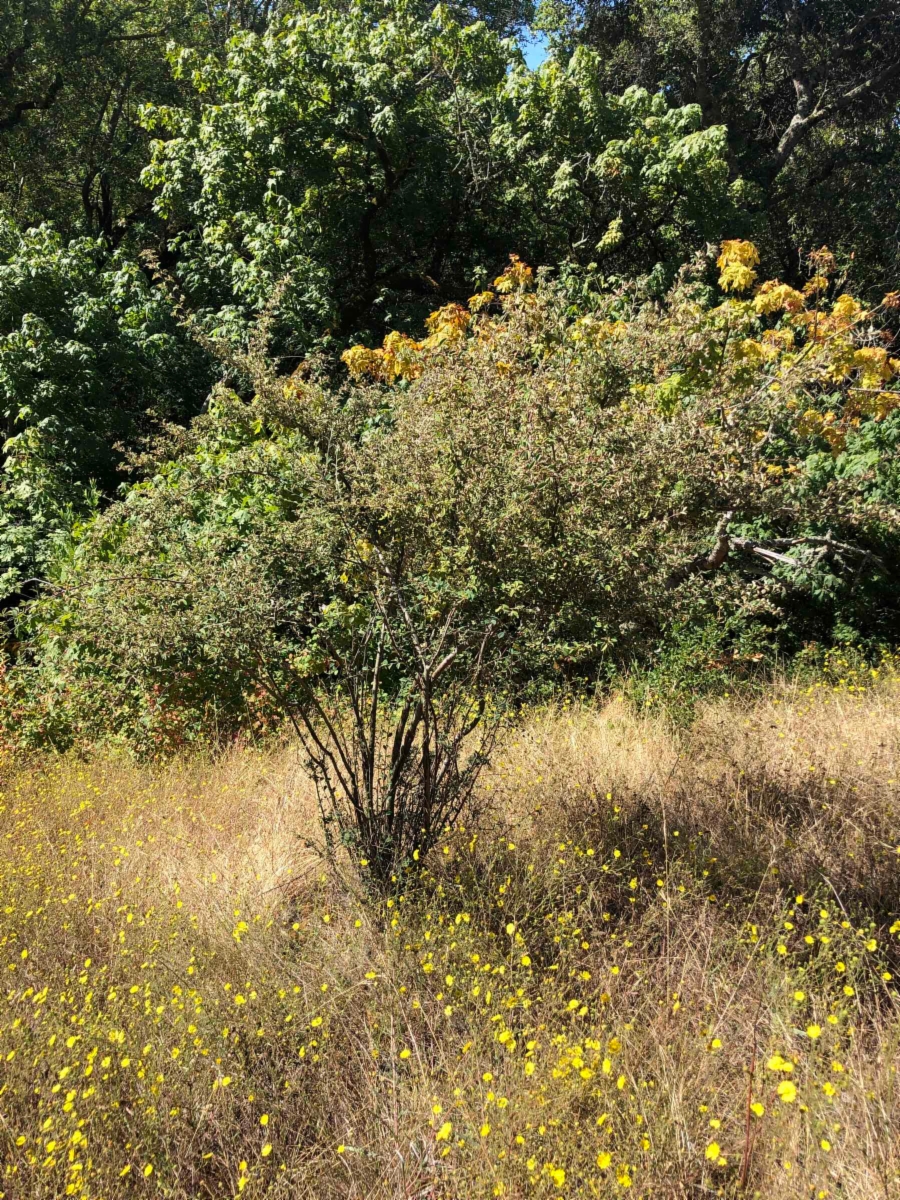 Cotoneaster franchetii