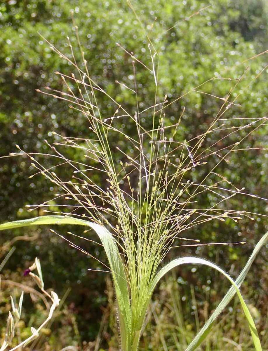 Panicum capillare