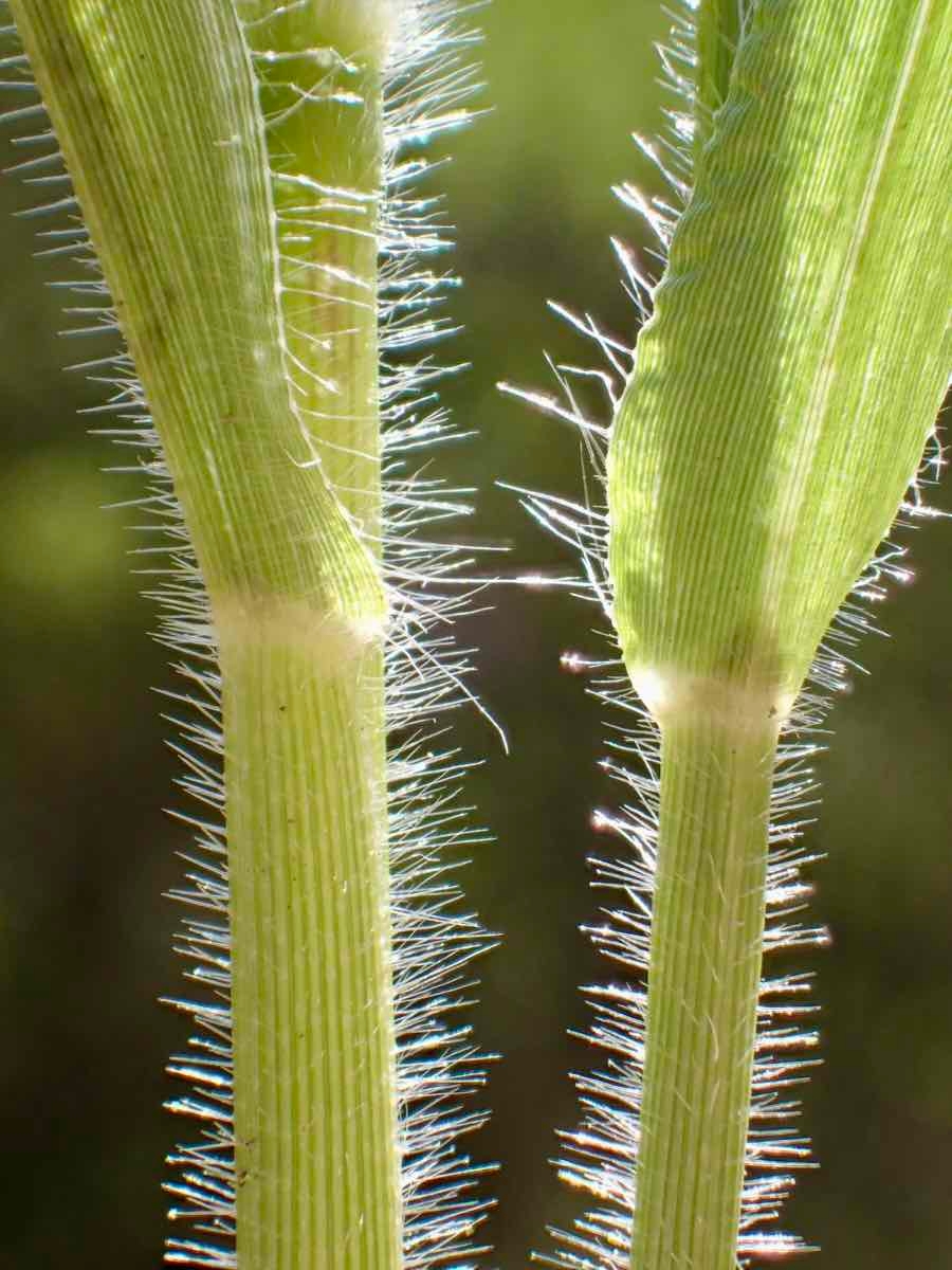 Panicum capillare