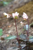 Chimaphila menziesii