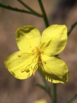 Camissonia californica