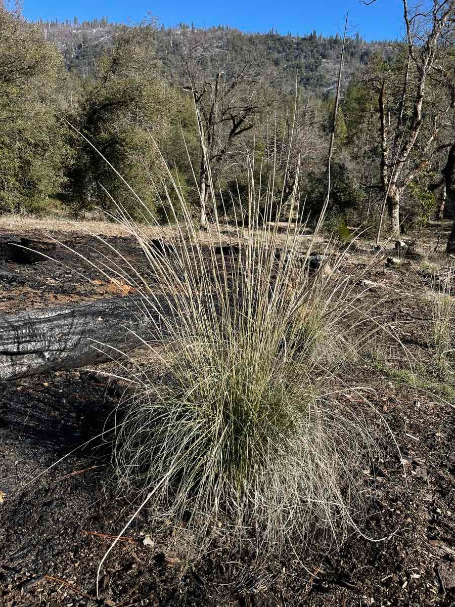 Muhlenbergia rigens