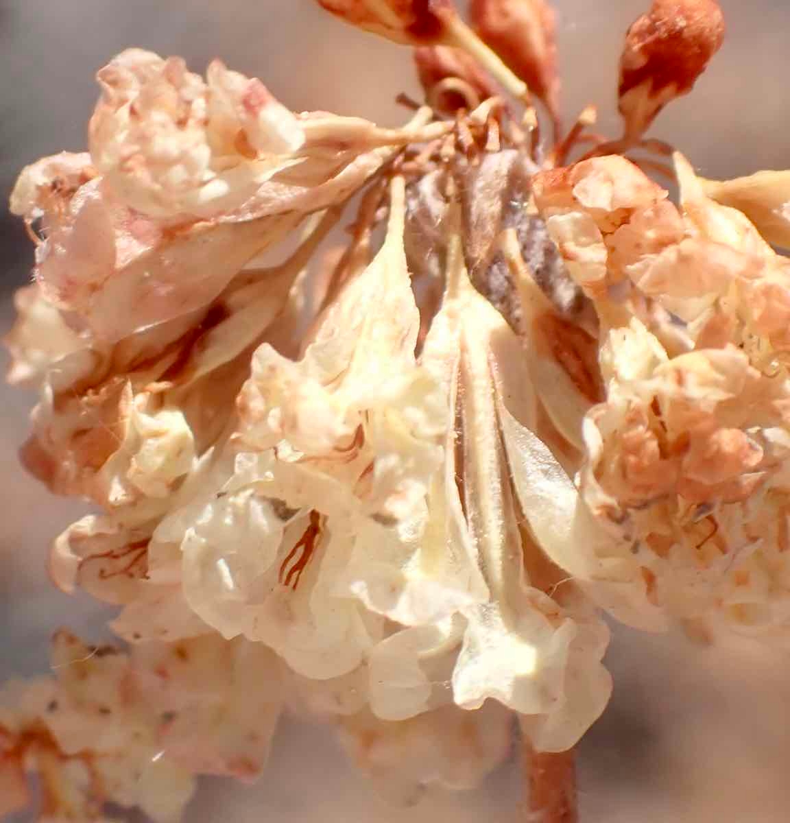 Eriogonum prattenianum var. prattenianum