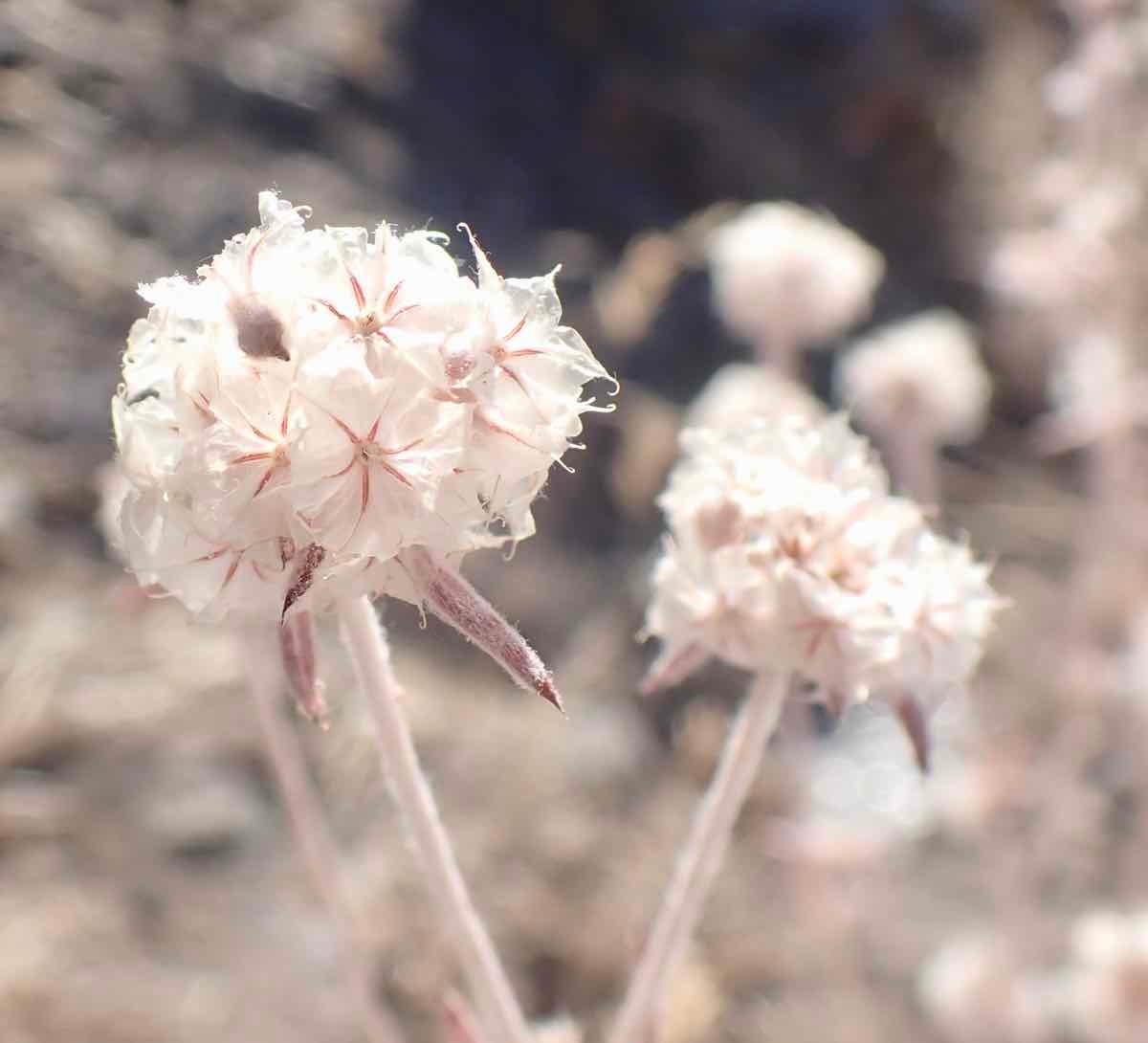 Chorizanthe membranacea