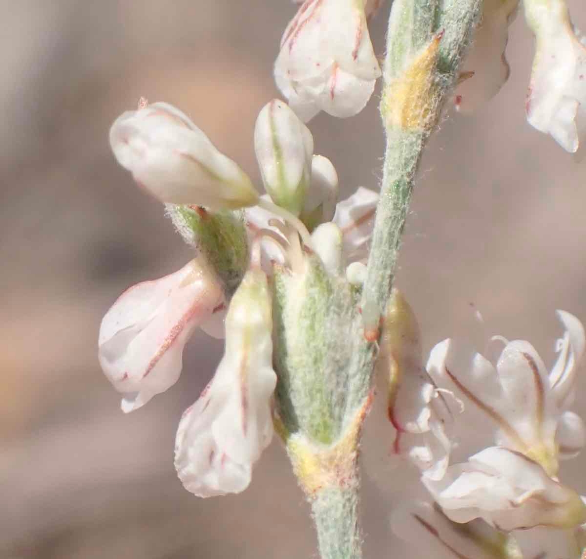 Eriogonum wrightii var. subscaposum