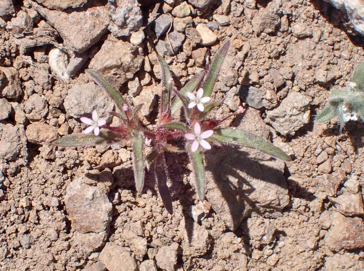 Collomia tinctoria