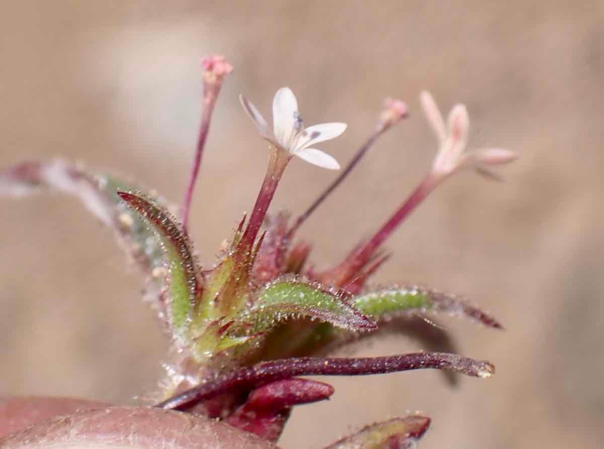 Collomia tinctoria