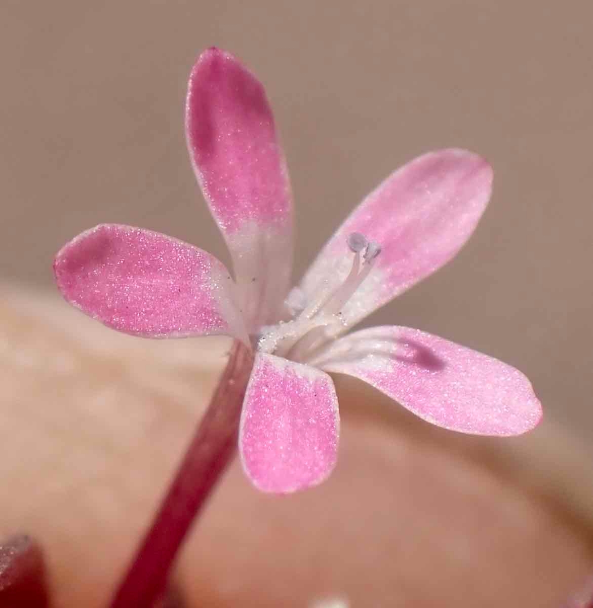 Collomia tinctoria