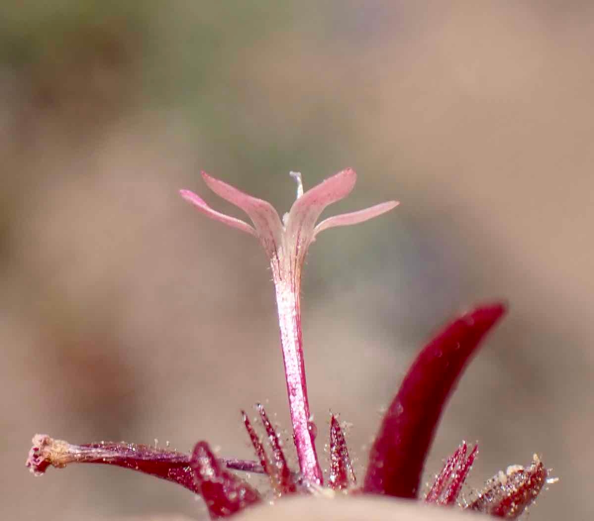 Collomia tinctoria