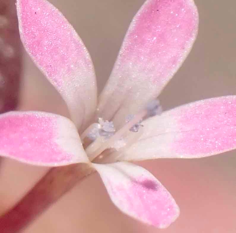 Collomia tinctoria