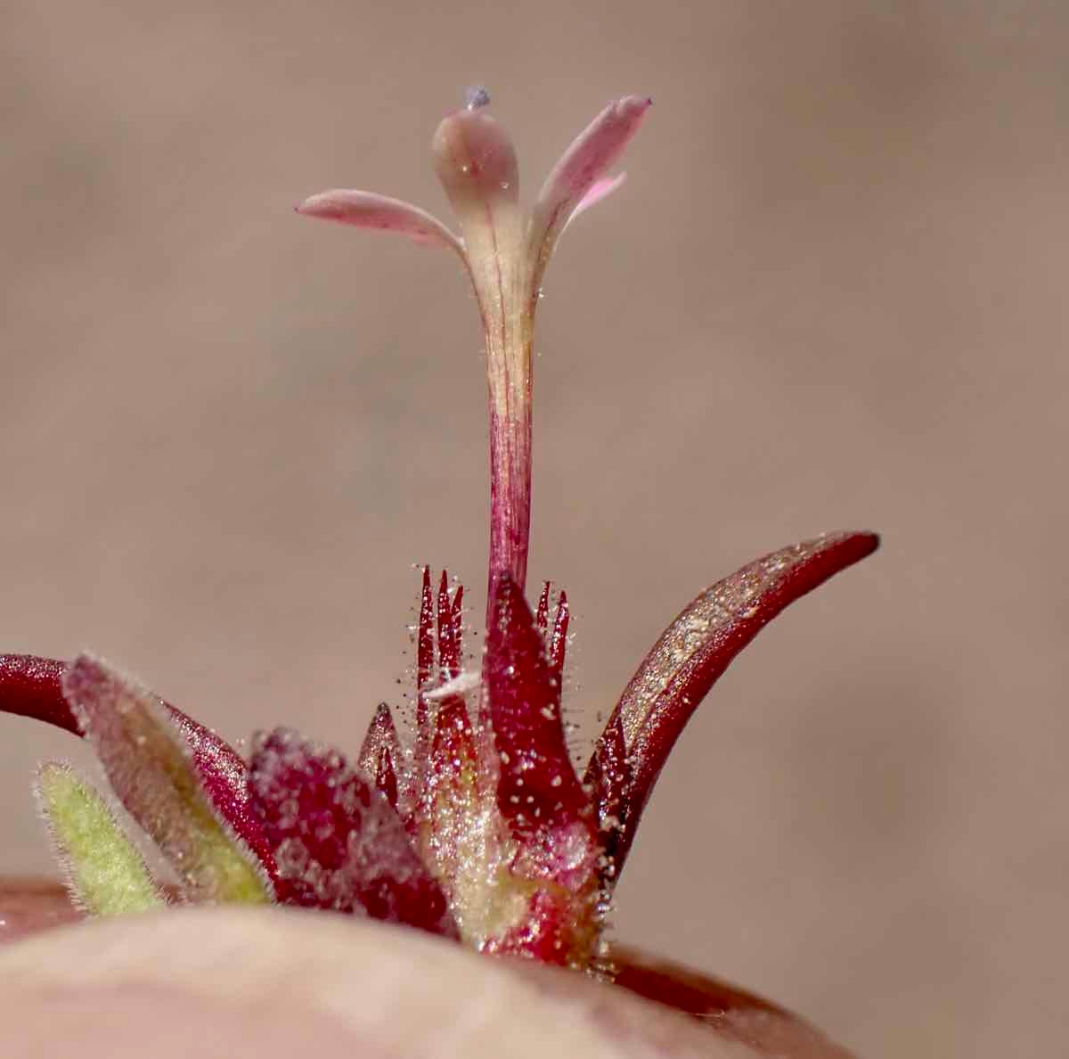 Collomia tinctoria