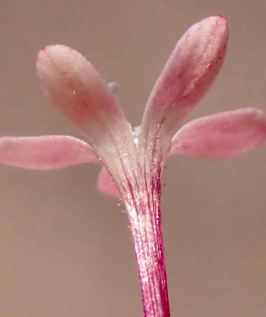 Collomia tinctoria