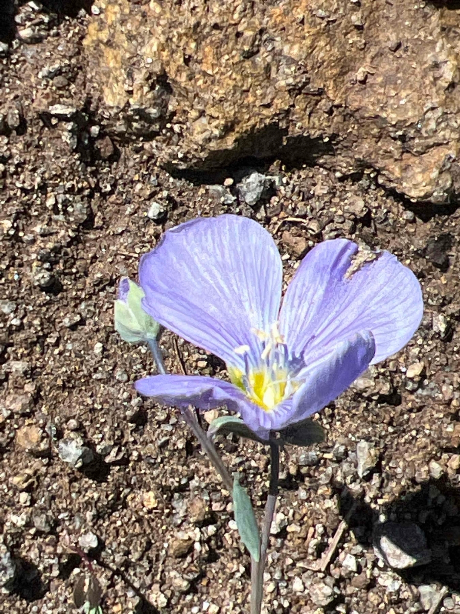 Linum perenne