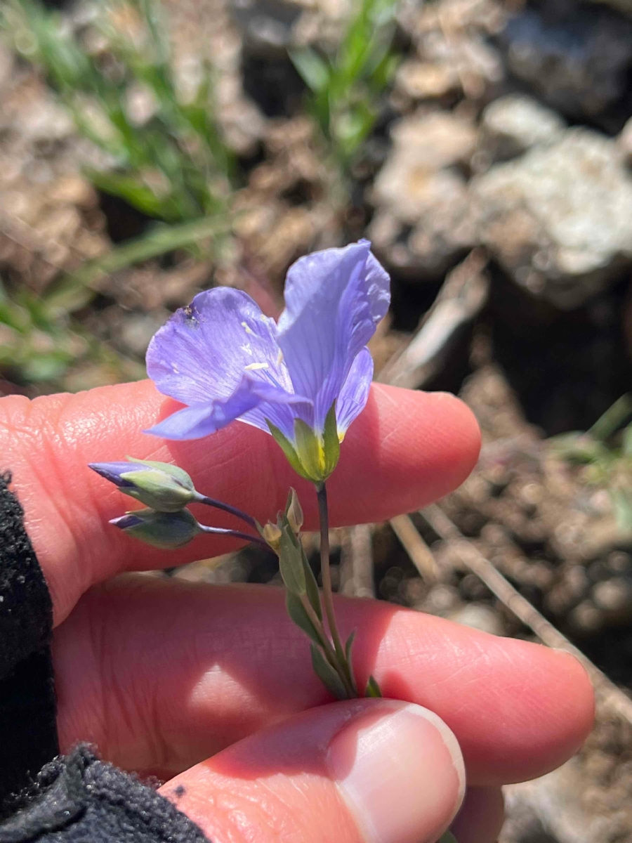 Linum perenne