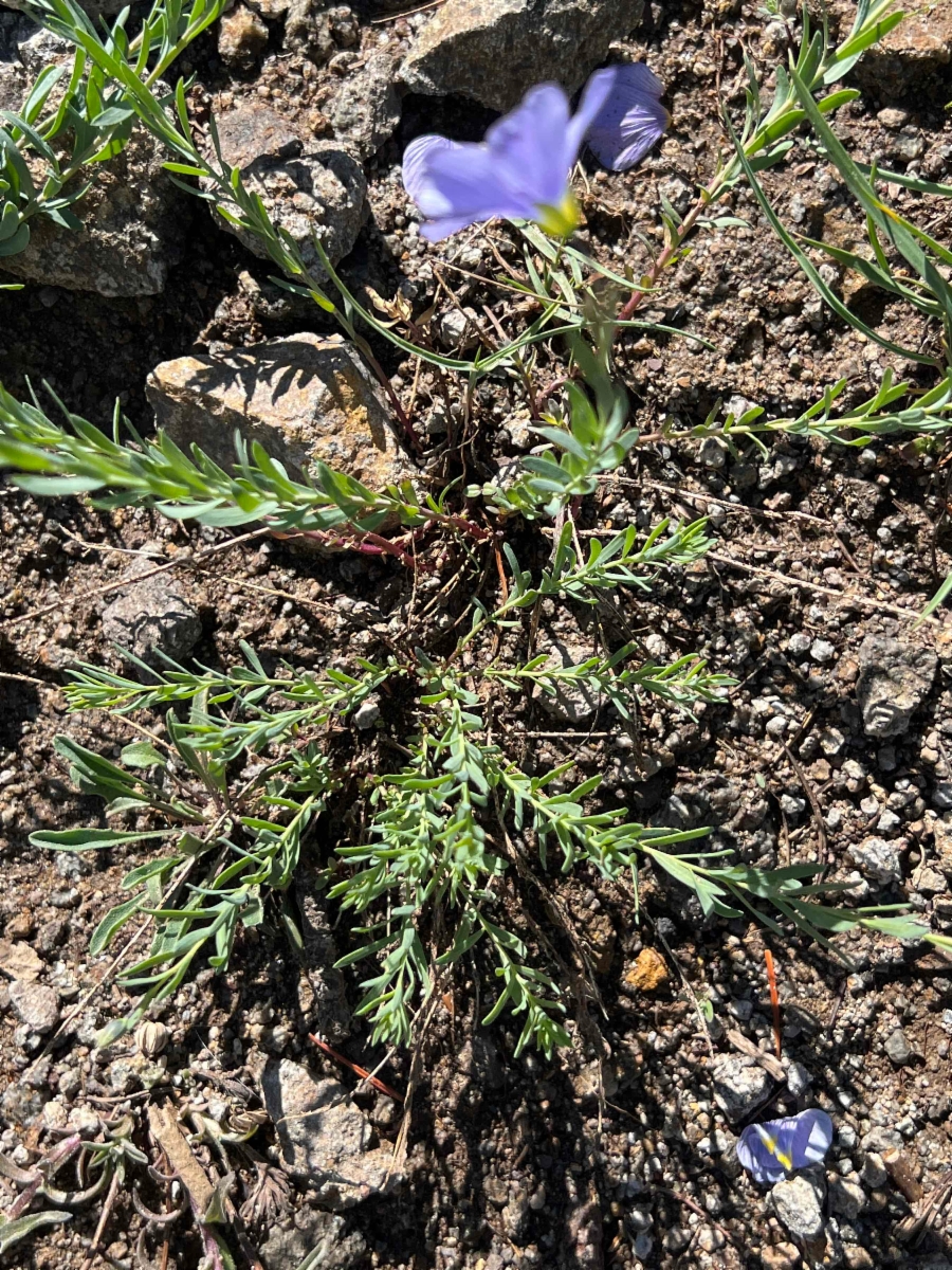 Linum perenne