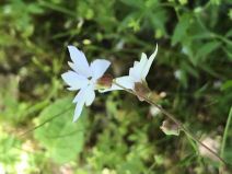 Lithophragma heterophyllum