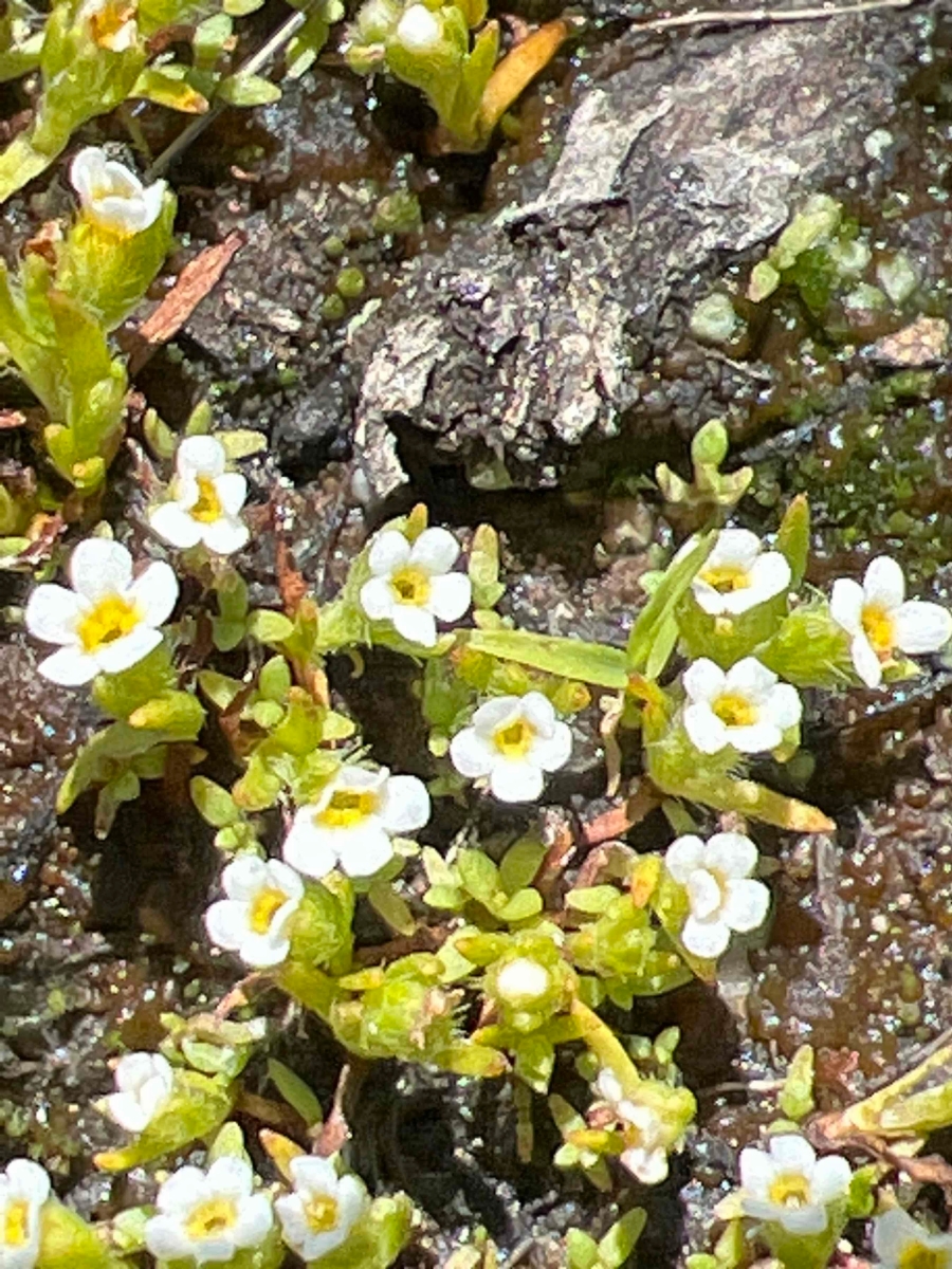 Plagiobothrys torreyi