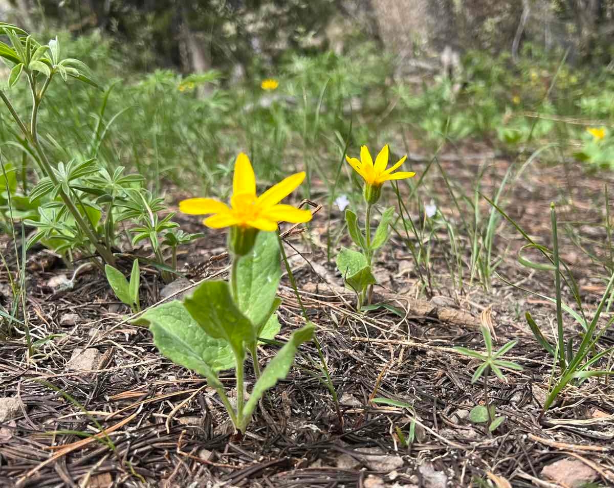 Arnica cordifolia