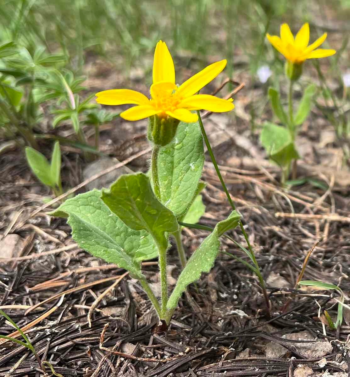 Arnica cordifolia