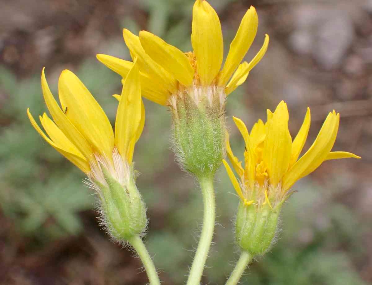 Arnica cordifolia