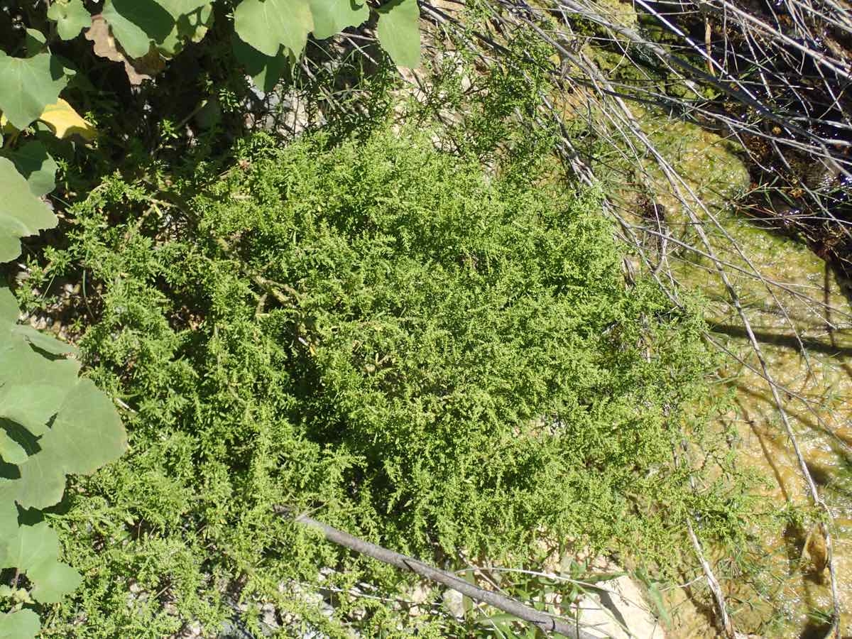 Chenopodium opulifolium