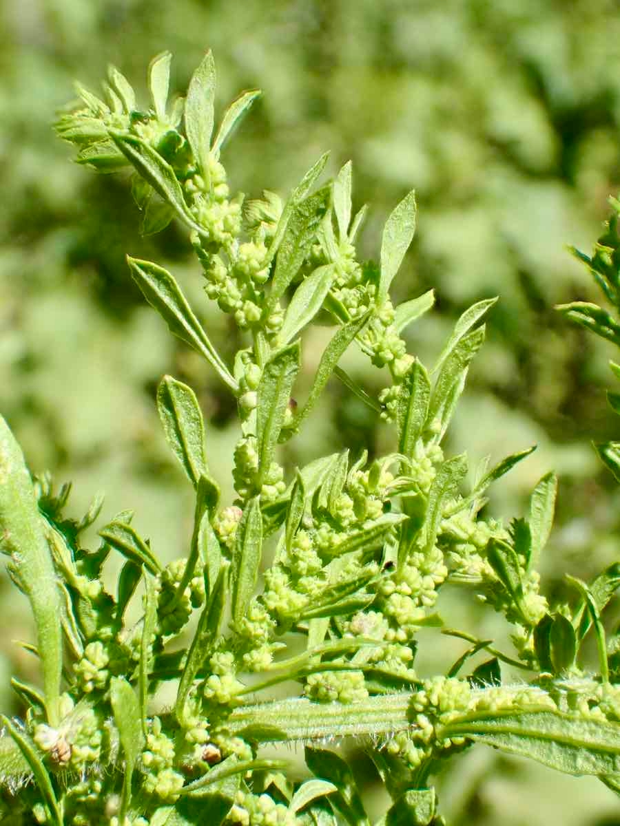 Chenopodium opulifolium