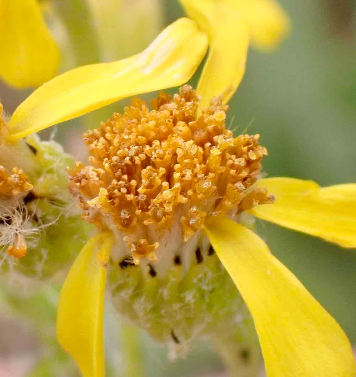 Senecio integerrimus var. exaltatus