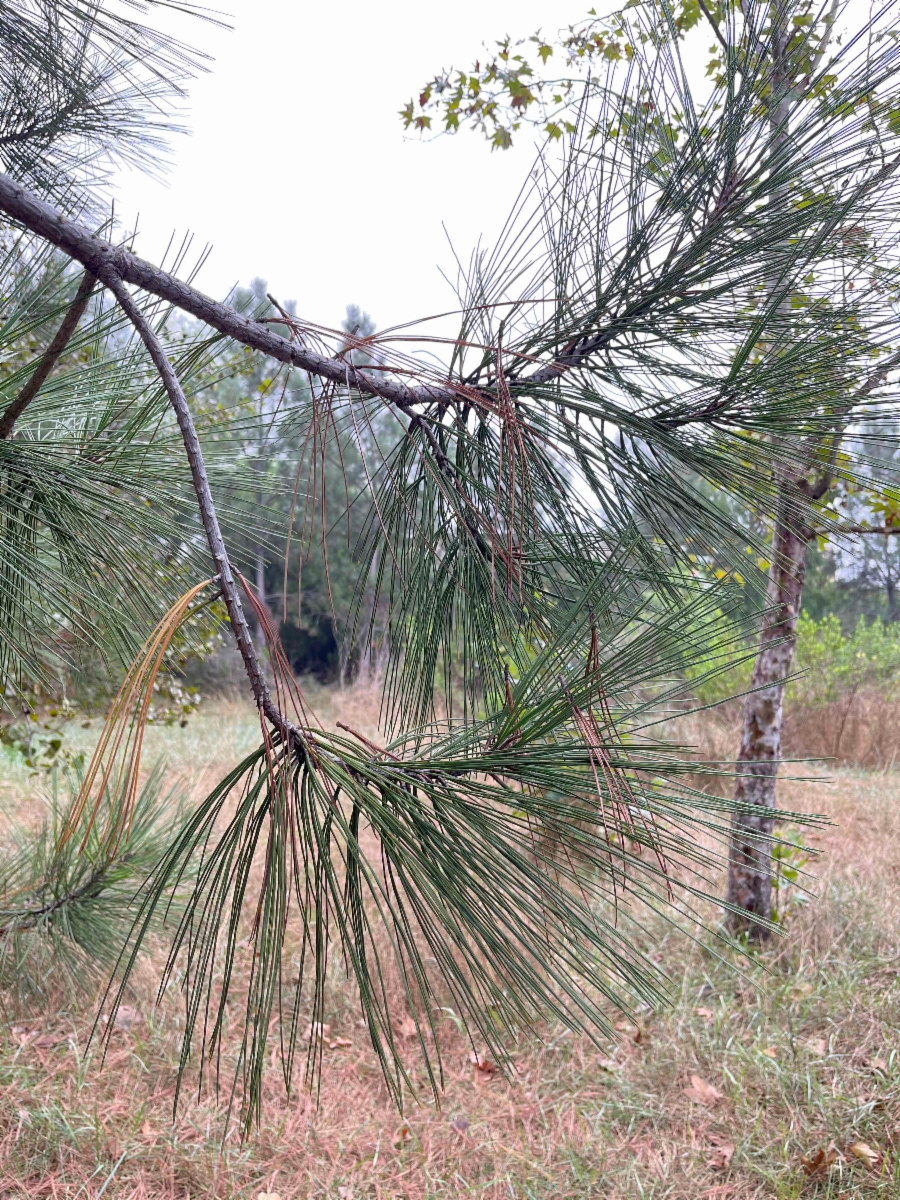 Pinus torreyana ssp. torreyana