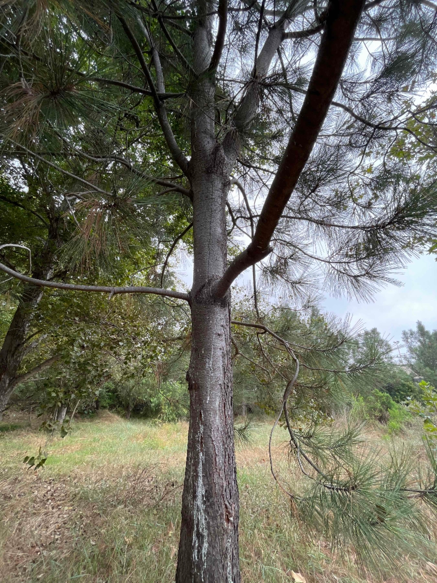 Pinus torreyana ssp. torreyana