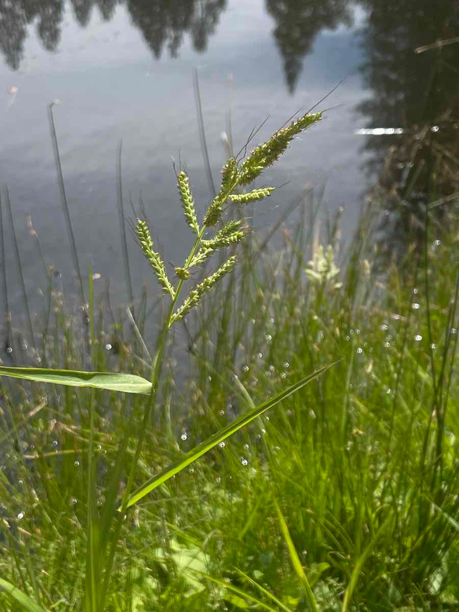 Echinochloa crus-galli